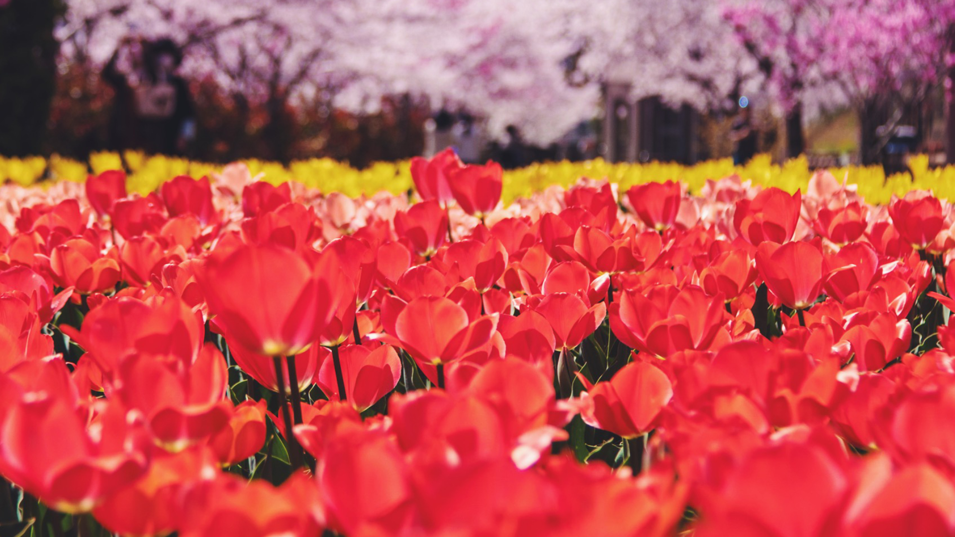 デ・レイケ公園のチューリップと桜