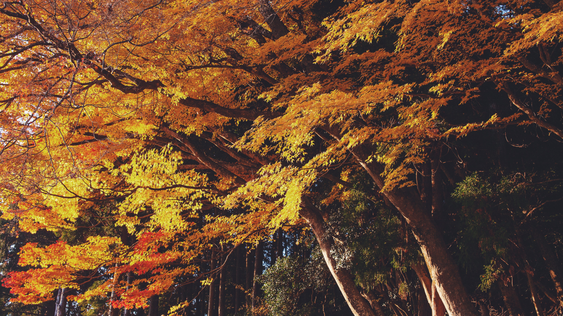 脇町東大谷の紅葉